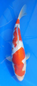 Japankoi Kohaku VHQ