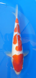 Japankoi Kohaku VHQ