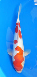 Japankoi Kohaku VHQ
