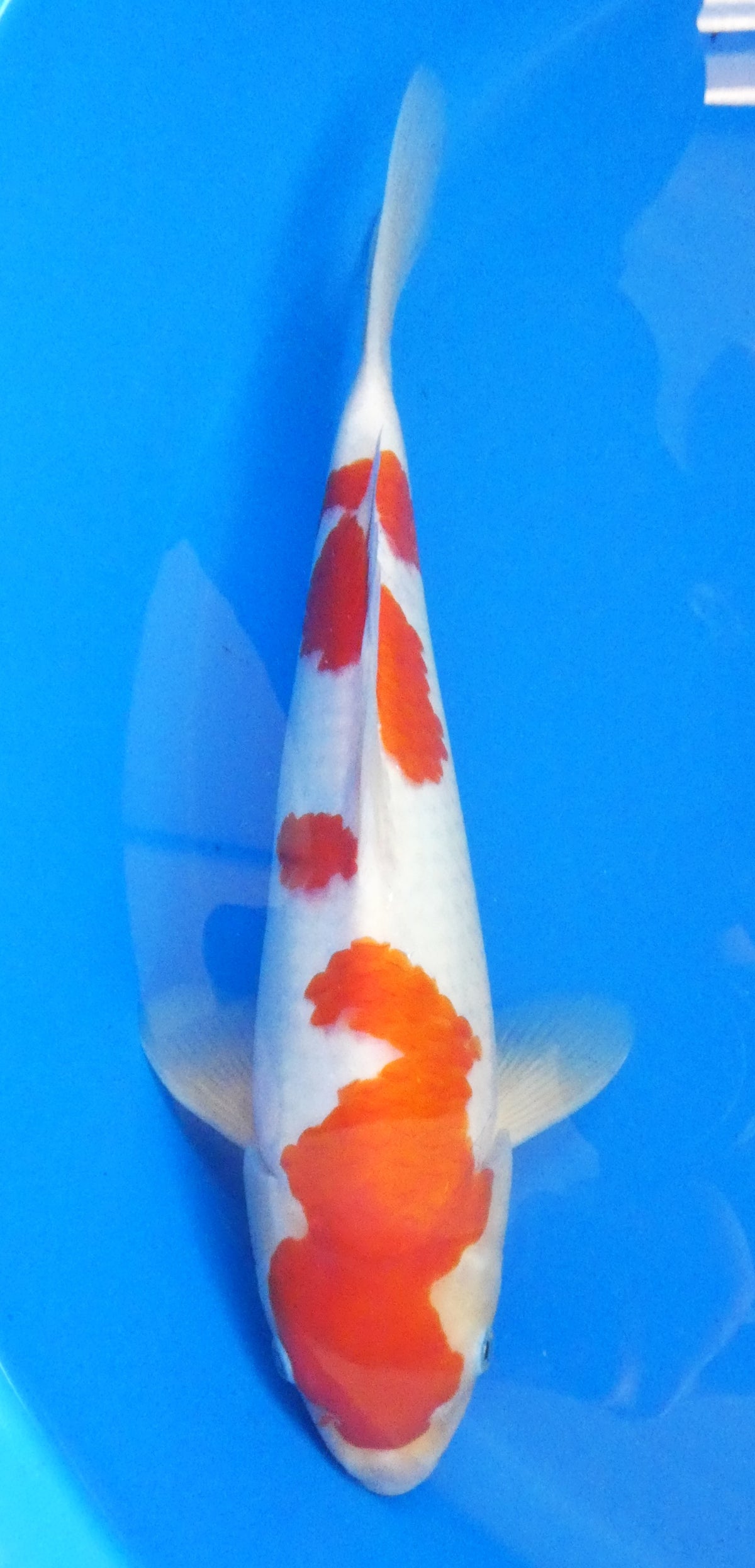 Japankoi Kohaku VHQ