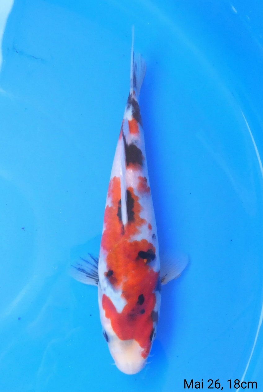 Showa HQ 35cm