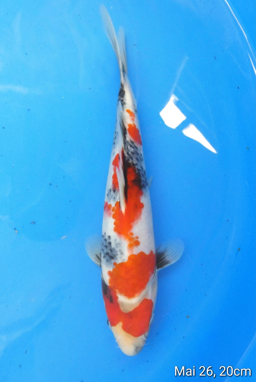 Showa HQ 38cm