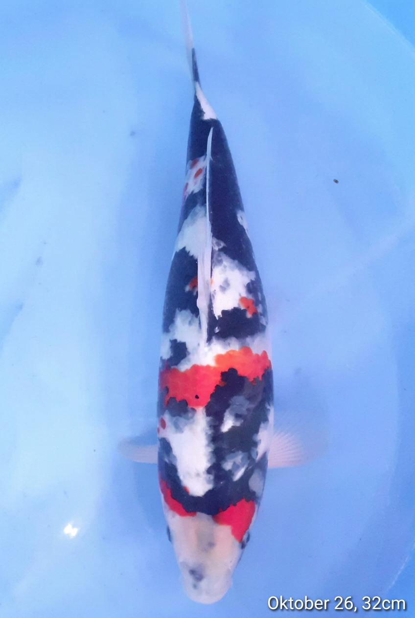 Showa HQ 32cm