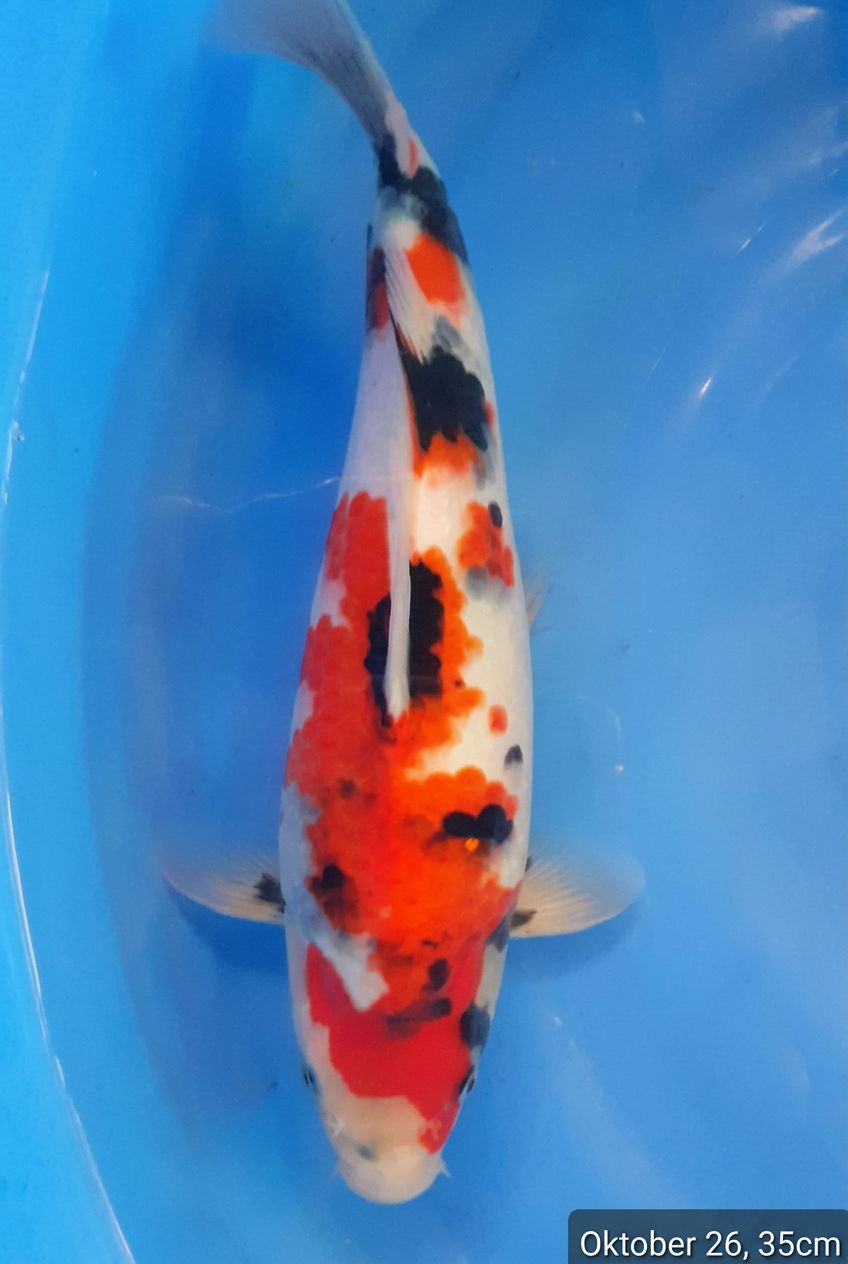 Showa HQ 35cm