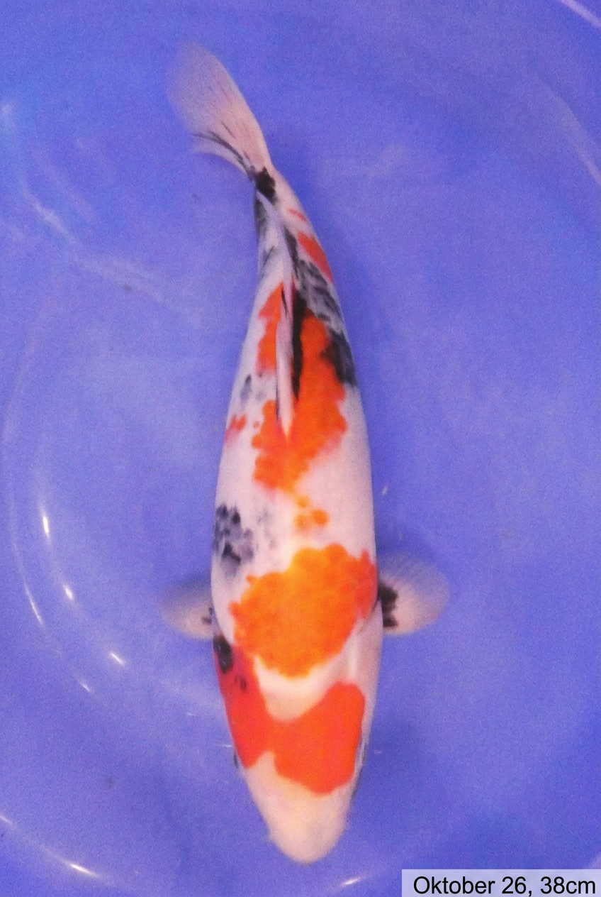 Showa HQ 38cm