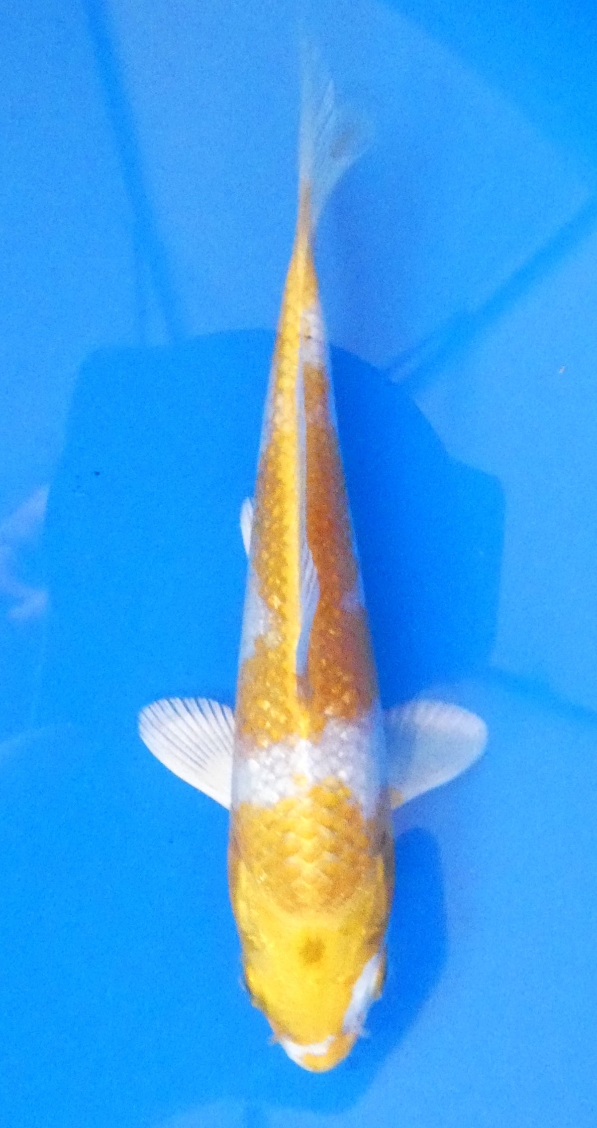 Japankoi Hariwake