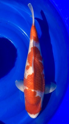 Kohaku - 53cm