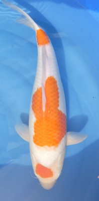 Maruten Kohaku - 47cm