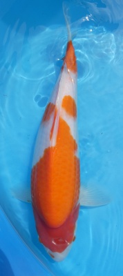 Kohaku - 39cm