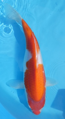 Kohaku - 36cm