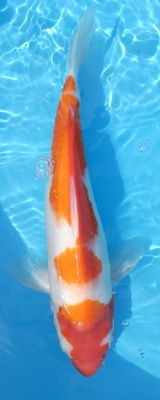 Kohaku - 36cm