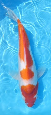 Kohaku - 36cm