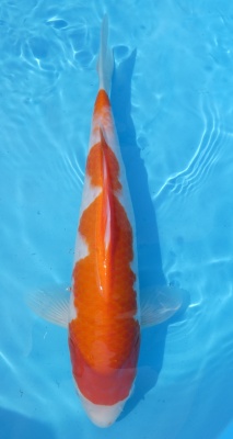 Kohaku - 36cm