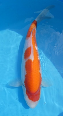 Kohaku - 37cm