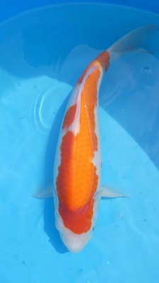 Kohaku - 37cm