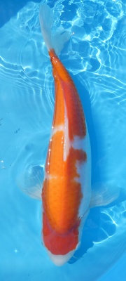 Kohaku - 39cm